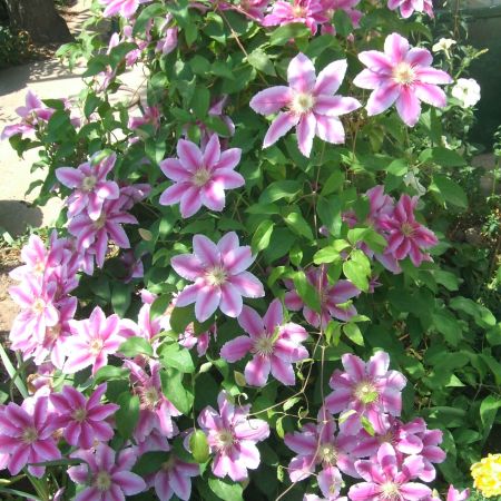 clematis